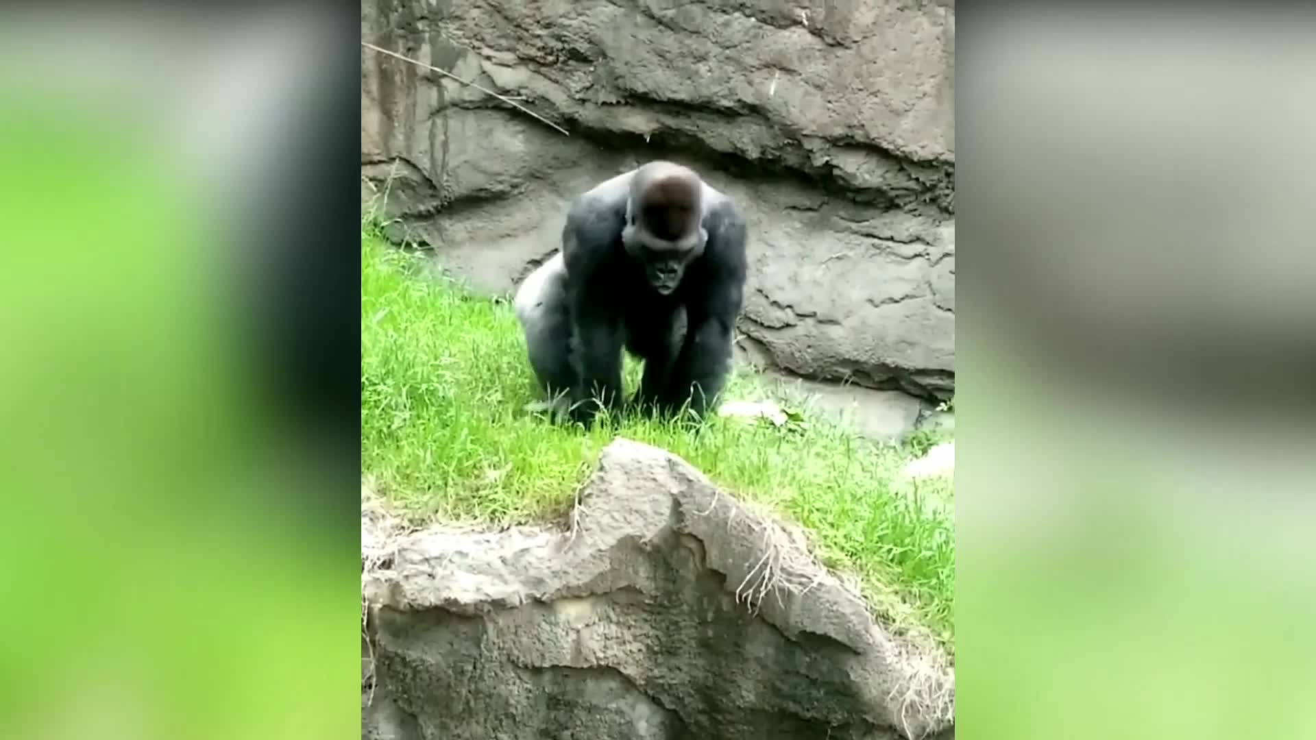 Female silverback gorilla displays dominance beating her chest in Texas
